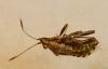 Stictopleurus punctatonervosus